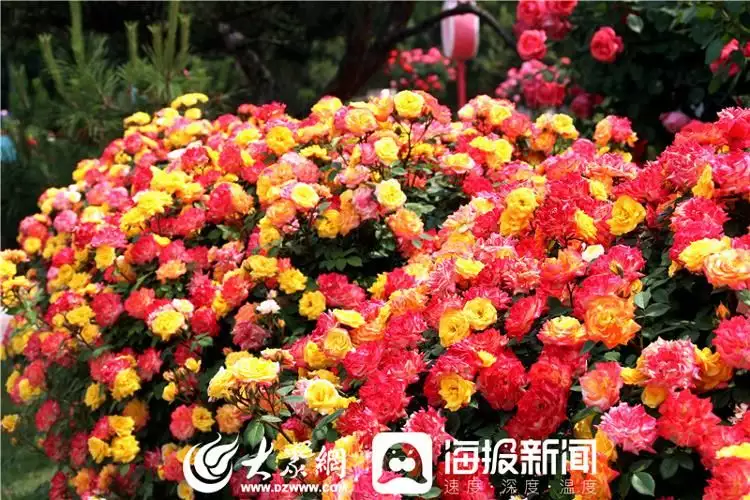 莱州月季花（莱州月季花什么时候开） 第3张