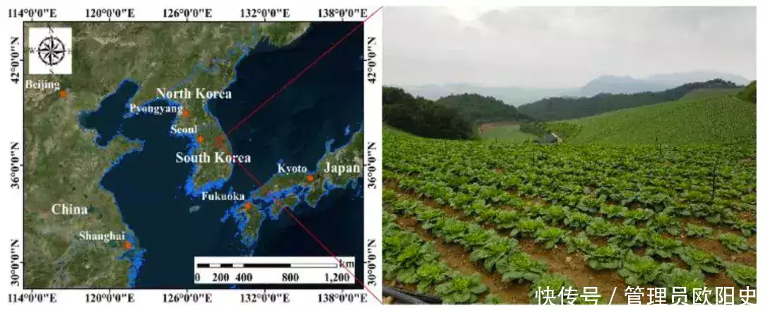 韩国泡菜的做法视频（韩国泡菜制作法视频） 第13张