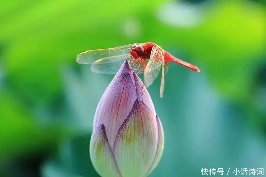 古人是怎样过夏天的？重读这6首写在夏天的古诗词，感受古人的夏日攻略这是我见过最有气质的外婆：60岁身材微胖却优雅，穿衣更温柔贵气 第5张