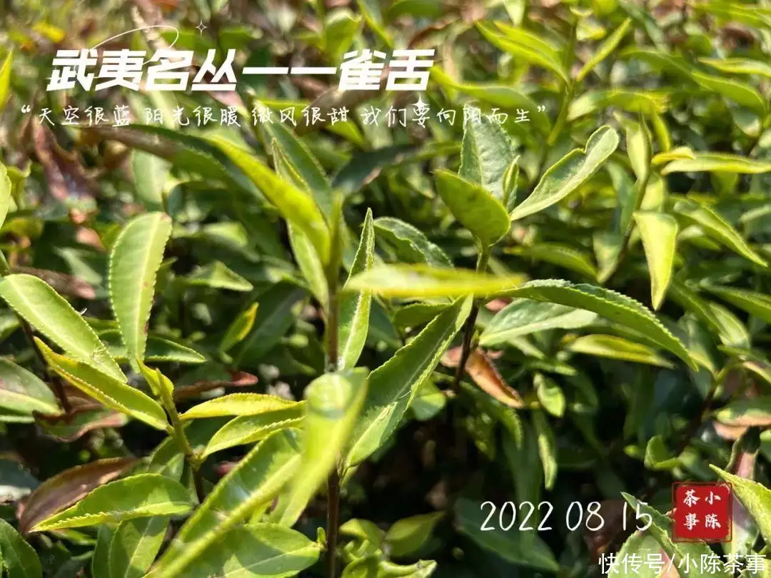 曼陀罗花多少钱（曼陀罗是什么花科） 第5张