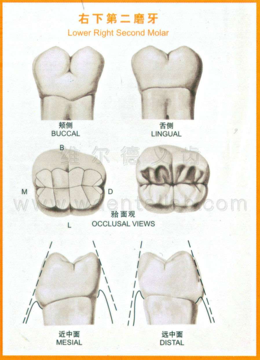 解剖莱切