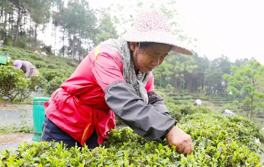广西贵港：春茶采摘正当时曾经倾国倾城，如今变路人大妈，这4位女星的颜值说丢就丢！（贵港品茶的联系电话）