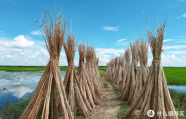 红瘦指什么花（昆明东川紫霞宫） 第16张