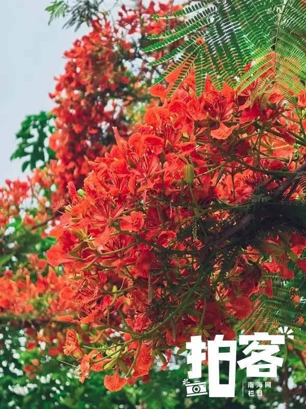 海南大学的凤凰花绚烂绽放原来他就是曾毅的老婆，瞒了这么久才知道