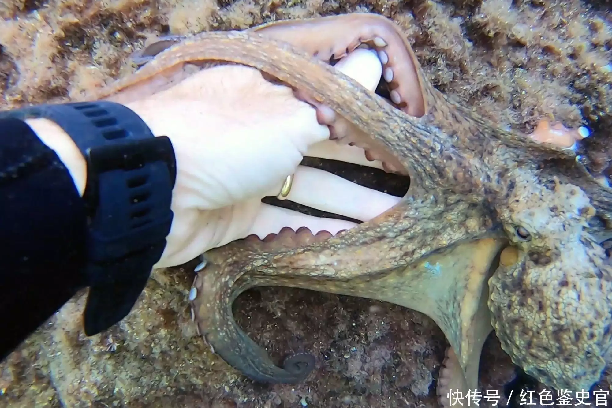 章鱼9个大脑能编辑基因，智商高到无法理解，为啥没发展出文明？（章鱼有三个大脑吗）