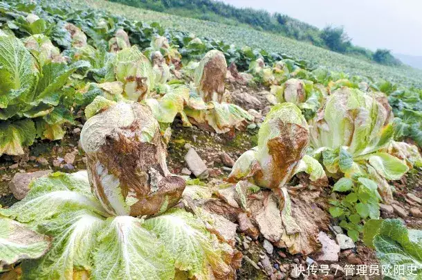 韩国泡菜的做法视频（韩国泡菜制作法视频） 第6张