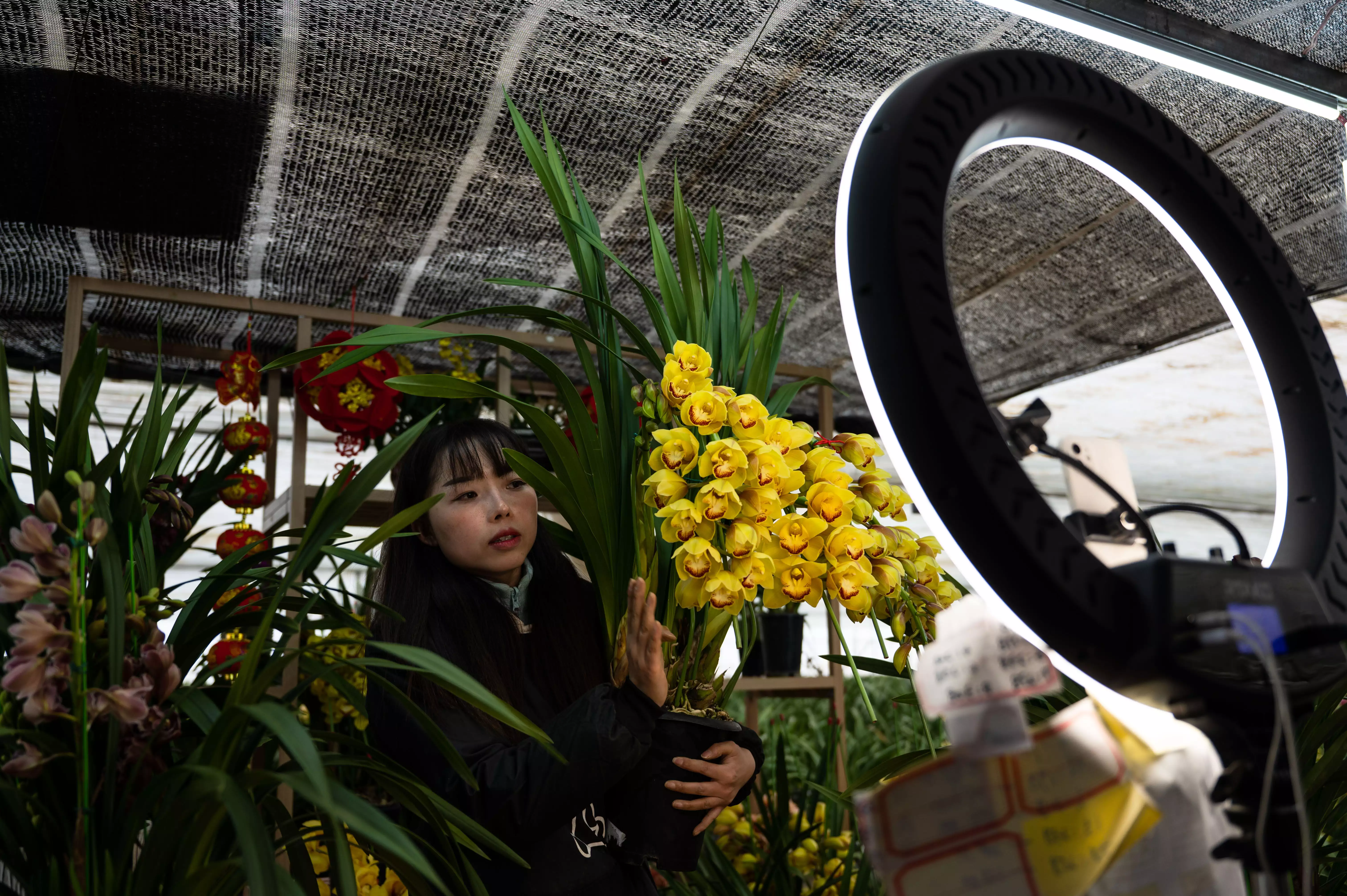 七彩鲜花（七彩鲜花网） 第4张