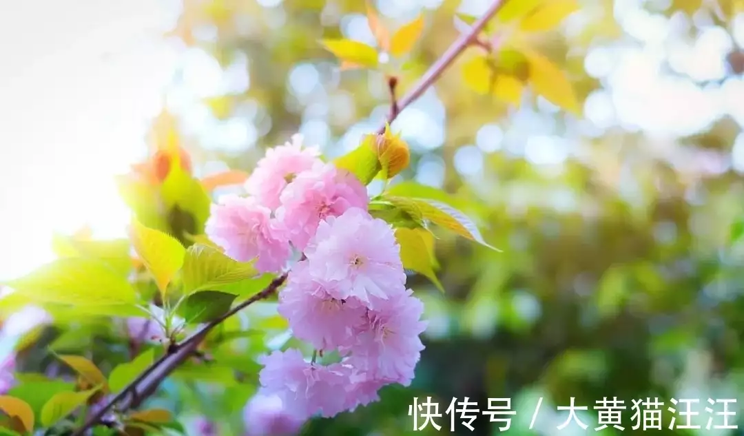 没想到（江畔独步寻花黄师塔前）江畔独步寻花黄师塔前表达的情感 第9张