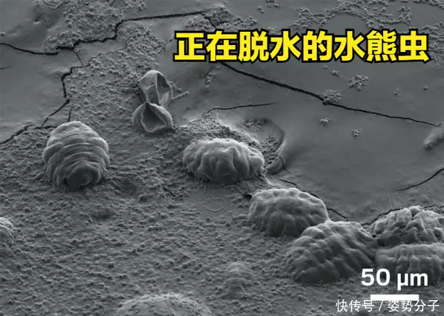 水熊虫（水熊虫是微生物吗为什么） 第7张