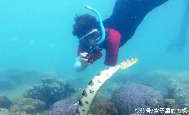 海蛇（海蛇头） 第5张