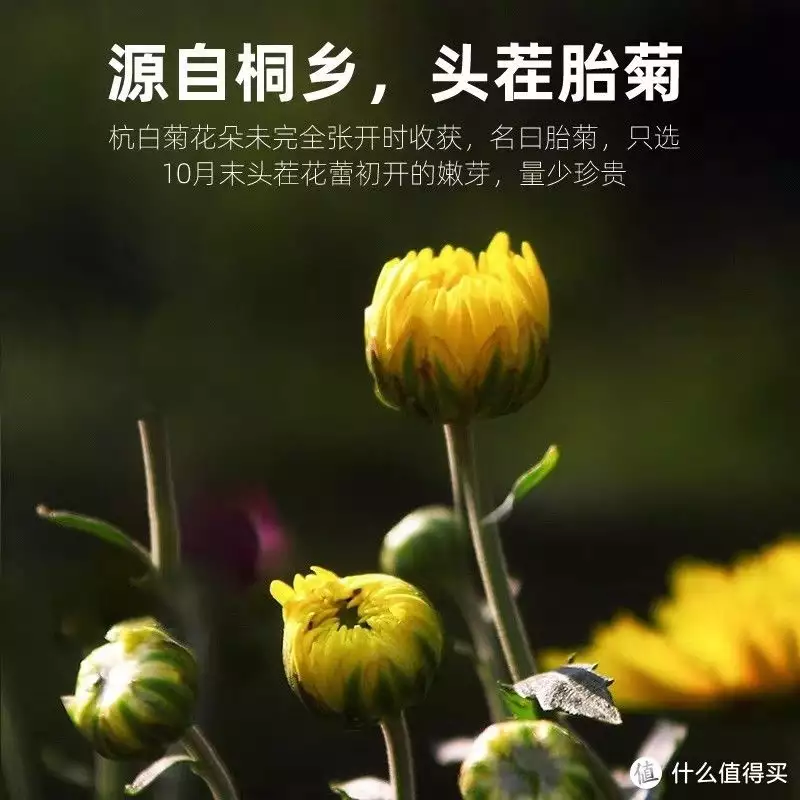 蕾菊（喝蕾菊有什么功效） 第2张