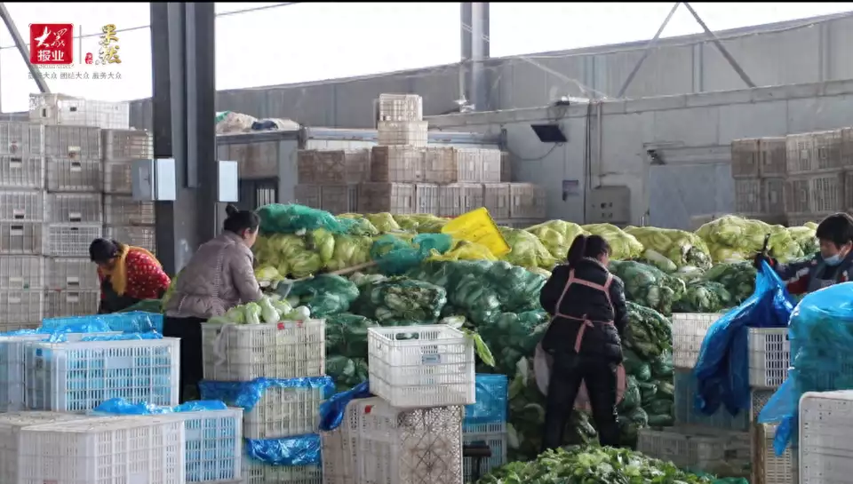 蔬菜（蔬菜果实膨大期需肥量大的肥料是哪种） 第1张