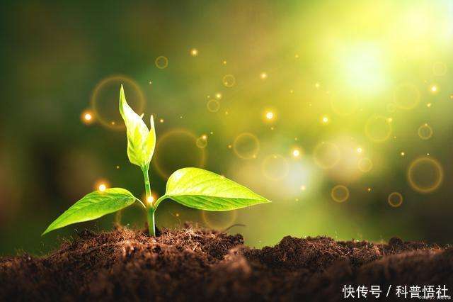 光的本质是什么,它是怎样产生的,为什么生命离不开光照?_【快资讯】