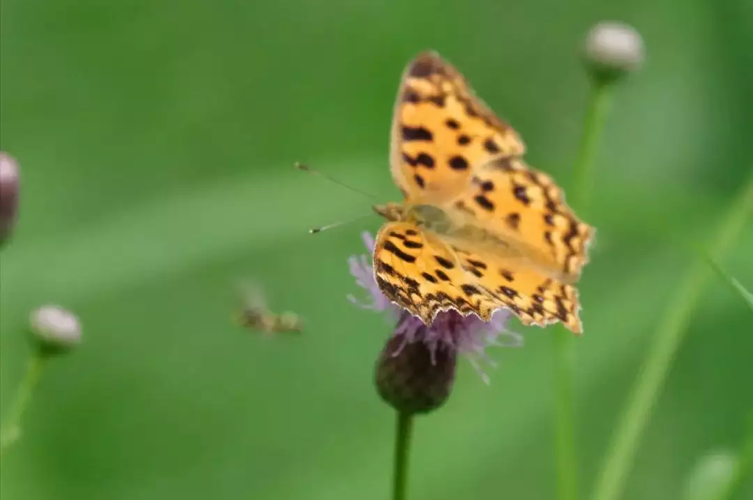 天下风物——《【此生三愿:世清平,身强健,数与君相见】诗韵咏合》风光题照 天下风物——《【此生三愿:世清平,身强健,数与君相见】诗韵咏合》风光题照