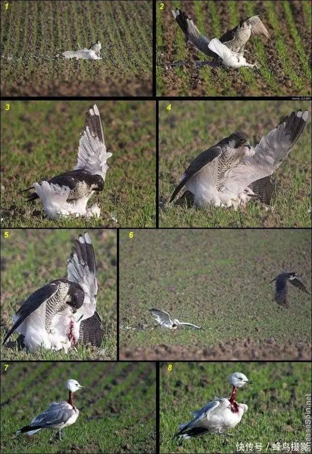 湾鳄（湾鳄和尼罗鳄怎样区分） 第4张