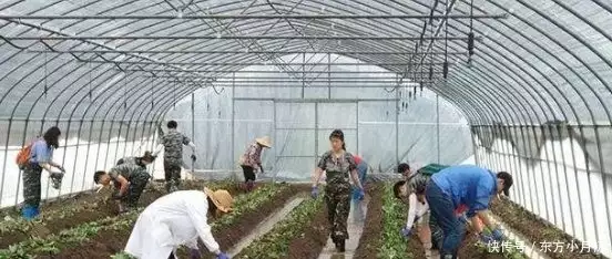 致富项目加工办厂_室内种植致富项目_致富经项目