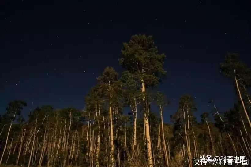 世界上最大的树（世界上最大的树有几米） 第4张