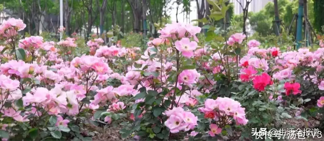 月季花的功效与作用（酒泡月季花治膝盖疼） 第5张