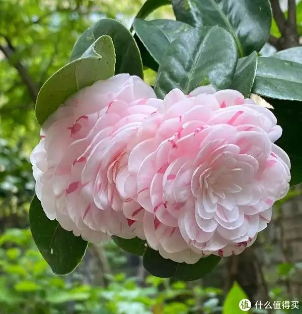 年宵花（年宵花是什么花） 第2张