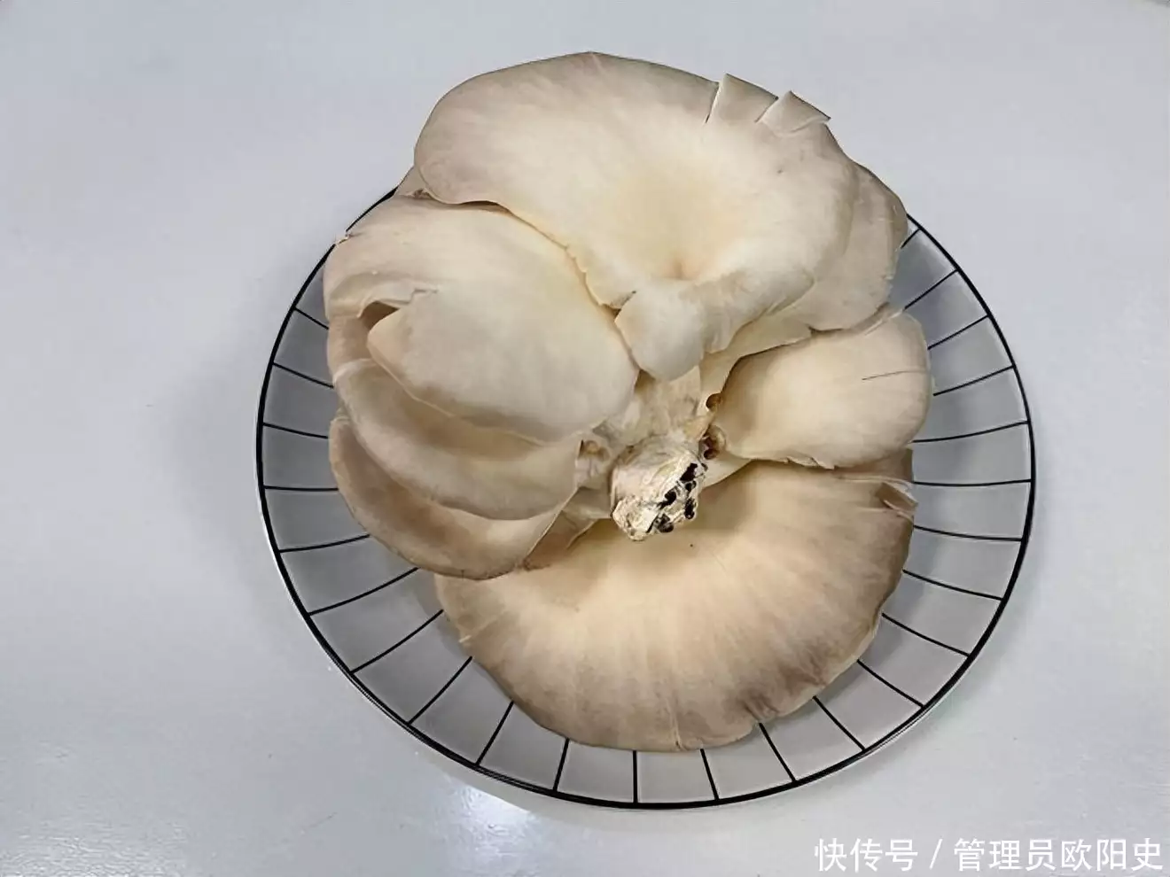 蘑菇（蕈菌形态特征） 第17张