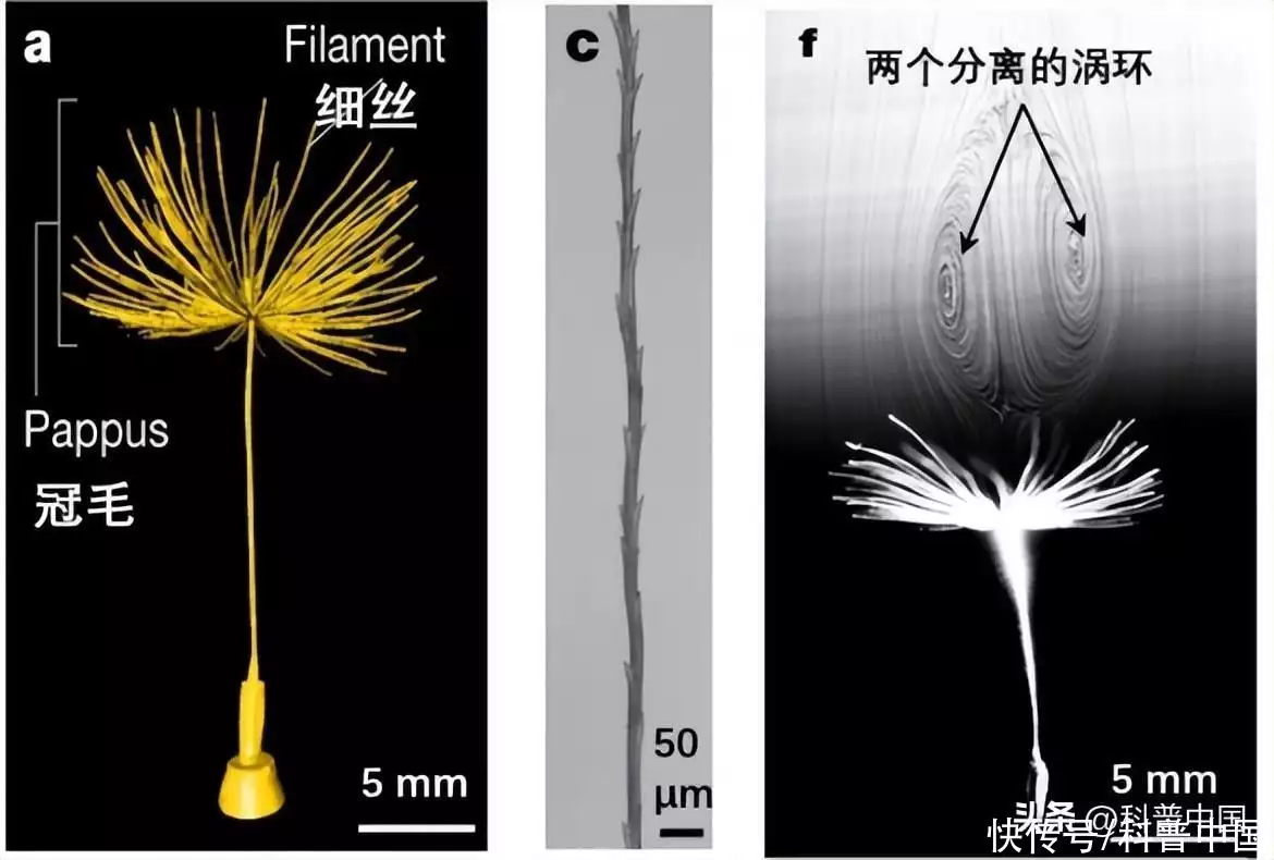 什么植物是靠风的力量传播种子（玉米种子公司批发零售种子） 第2张