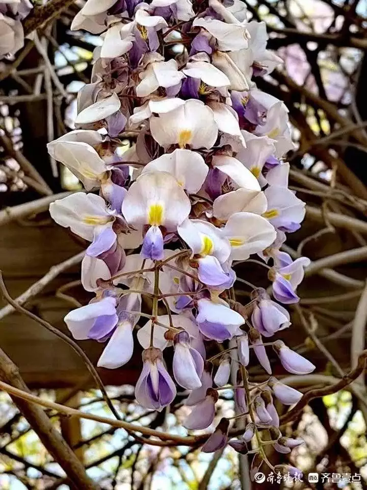 紫藤花（紫藤花一年开几次花） 第2张