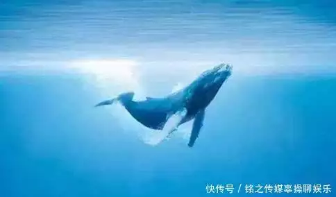 日本宁愿倒贴也要捕杀鲸鱼，只是为了吃肉吗？真正目的让人胆寒