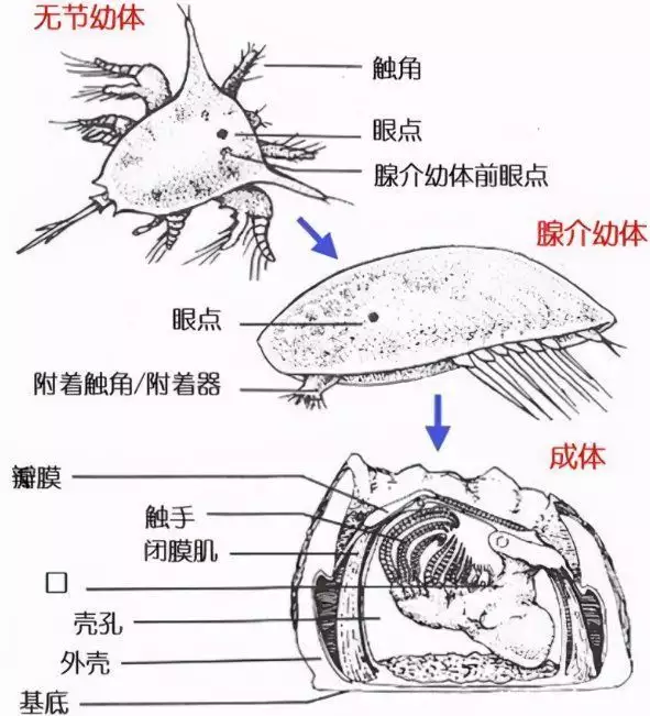 大白鲨（大白鲨一共有多少颗牙齿图片） 第3张