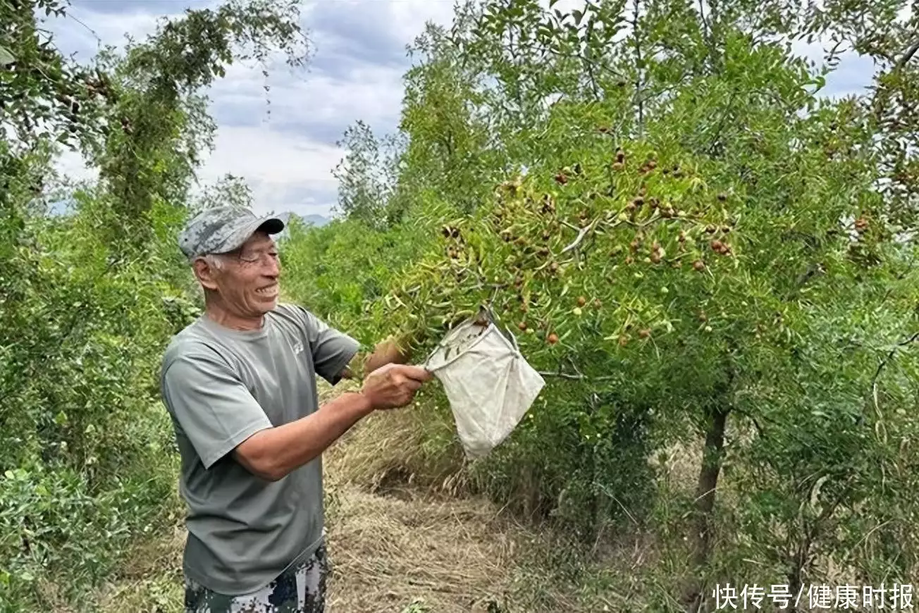 酸枣仁价格暴涨至1000元一公斤（酸枣仁的价格多少钱一斤2021年） 第1张