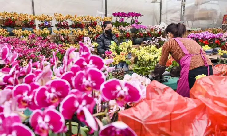 山东花卉市场迎来畅销季11年前，被父亲逼迫零下13度裸跑的4岁小男孩，后来怎么样了