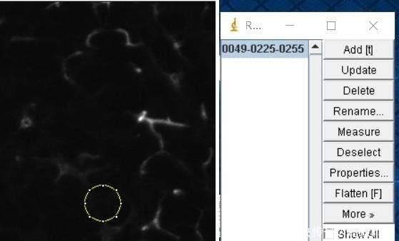 超详细！ImageJ局部放大动图、时间序列图像分析_【快资讯】