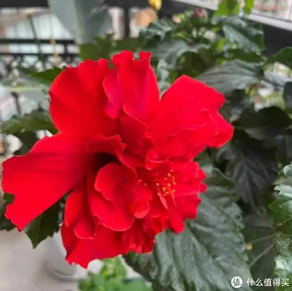 花的种植（夜来香花的照片） 第4张