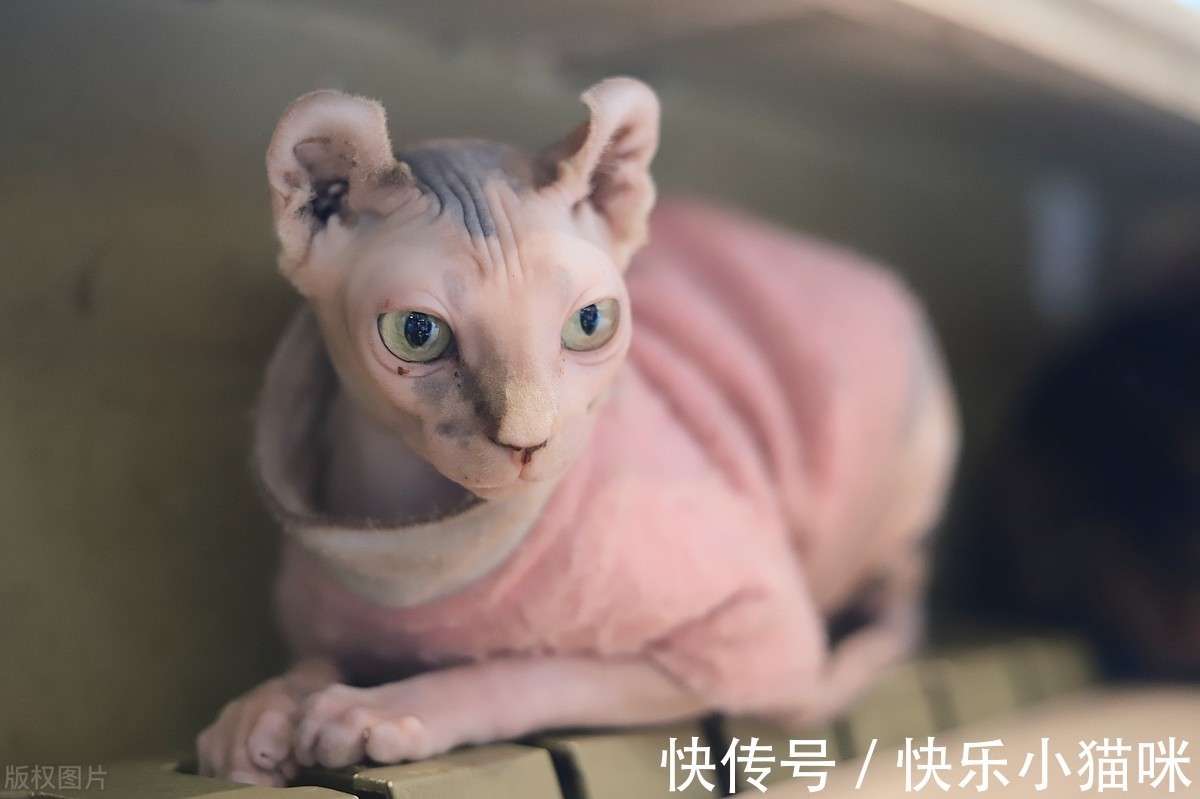 宠物猫的品种大全 全球十大名贵猫排名榜_【快资讯】