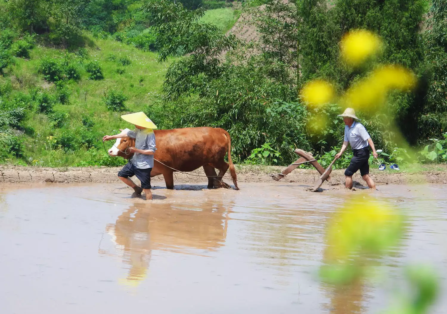 石家庄苗木（石家庄苗圃基地联系电话） 第7张