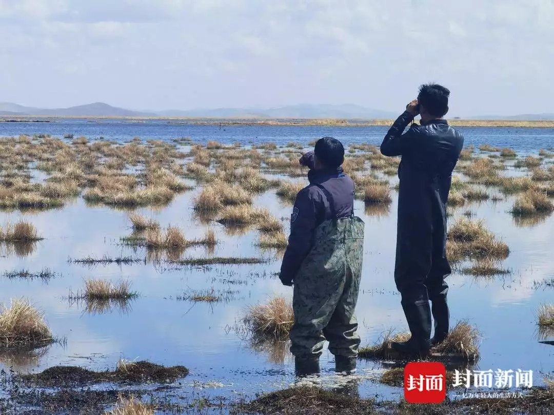 高原花（高原的花朵为什么多是蓝色） 第4张