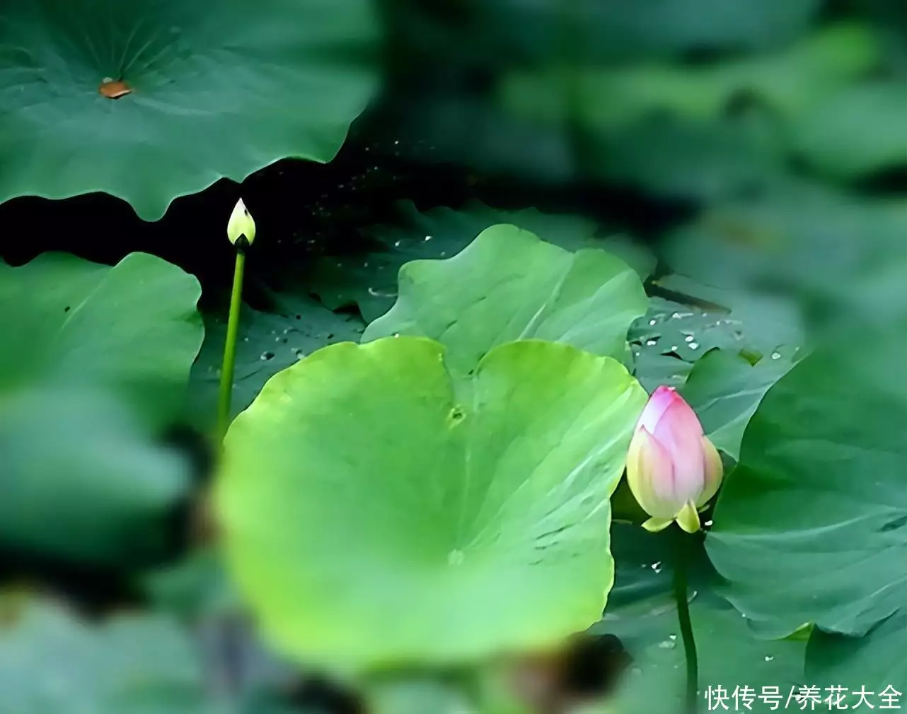 七叶一枝花的功效与作用（重楼七叶一枝花的功效与作用） 第2张