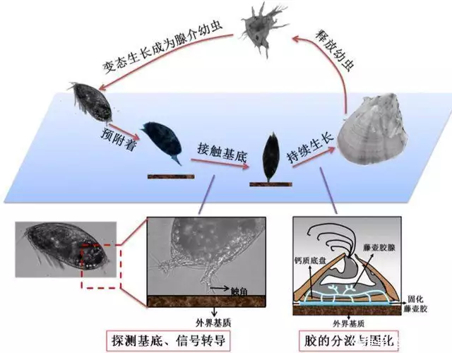 大白鲨（大白鲨一共有多少颗牙齿图片） 第11张