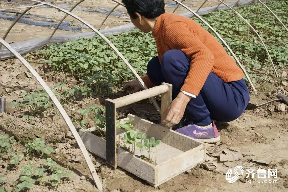 大球盖菇（大球盖菇最新种植技术） 第3张