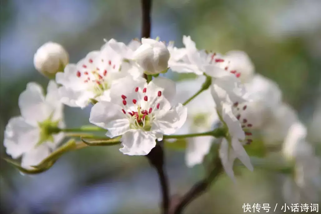 池上碧苔三四点叶底黄鹂一两声（池上碧苔三四点叶底黄莺一两声下一句） 第1张