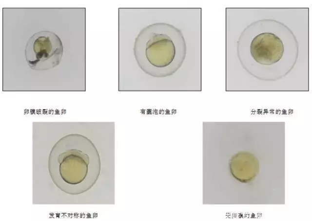 古诗名句励志（古诗词名句励志四字成语） 第6张