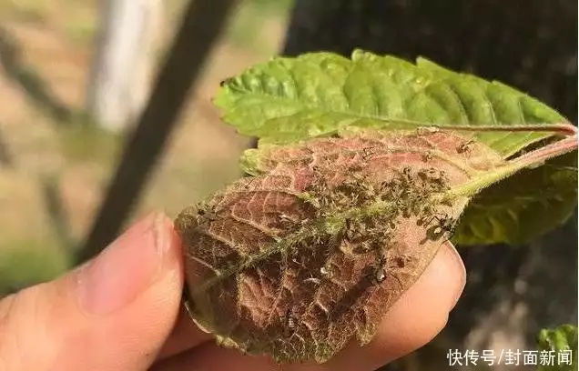 树图片（树林图片绘画） 第4张