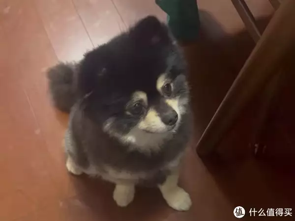 宠物 篇一：【实拍小黑犬吃瓜】我不懂，为什么狗狗能吃西瓜？