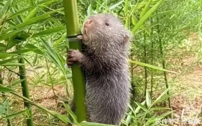 致富经项目_室内种植致富项目_致富项目小本生意