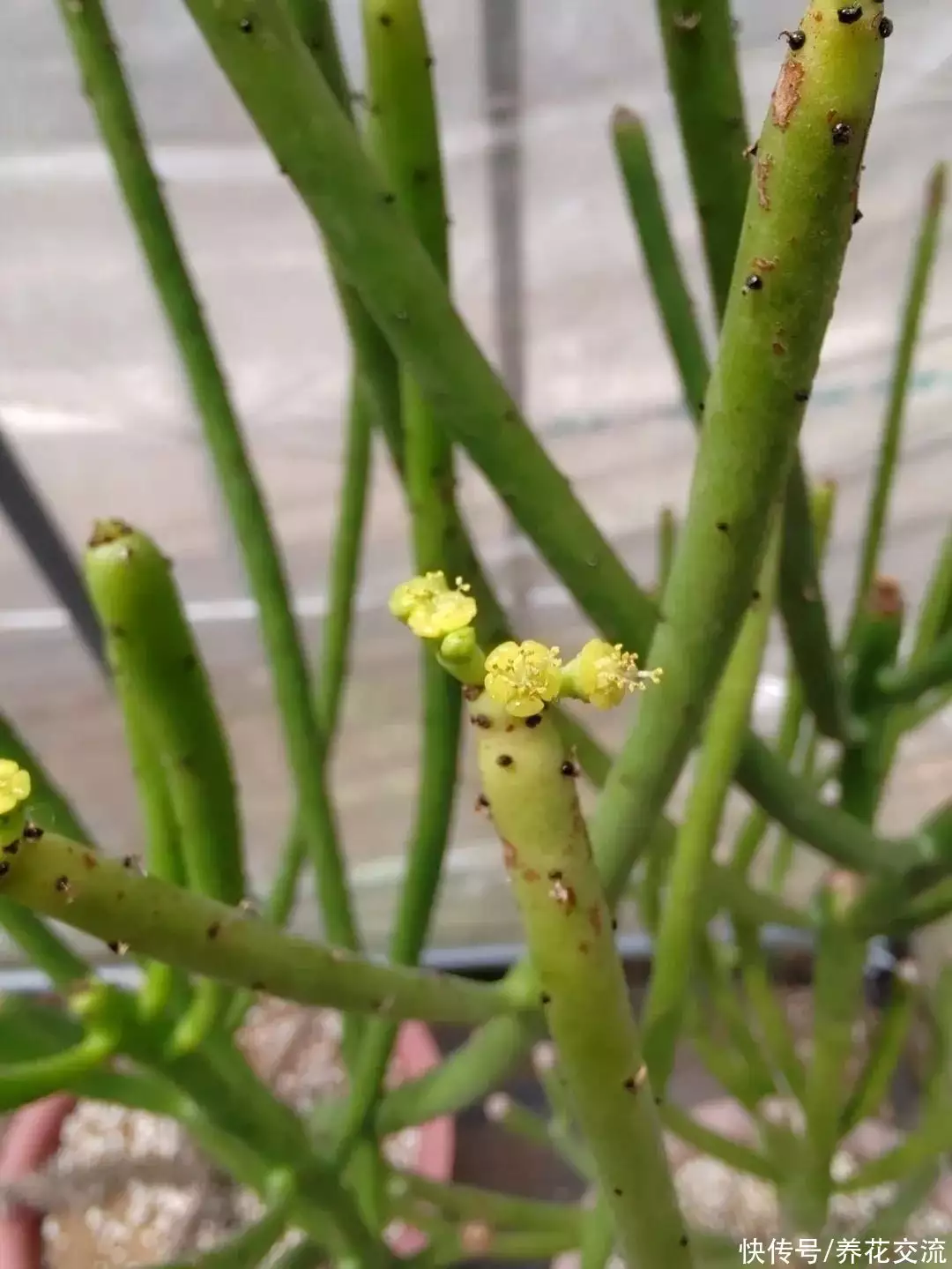 假花（假花 风水） 第6张