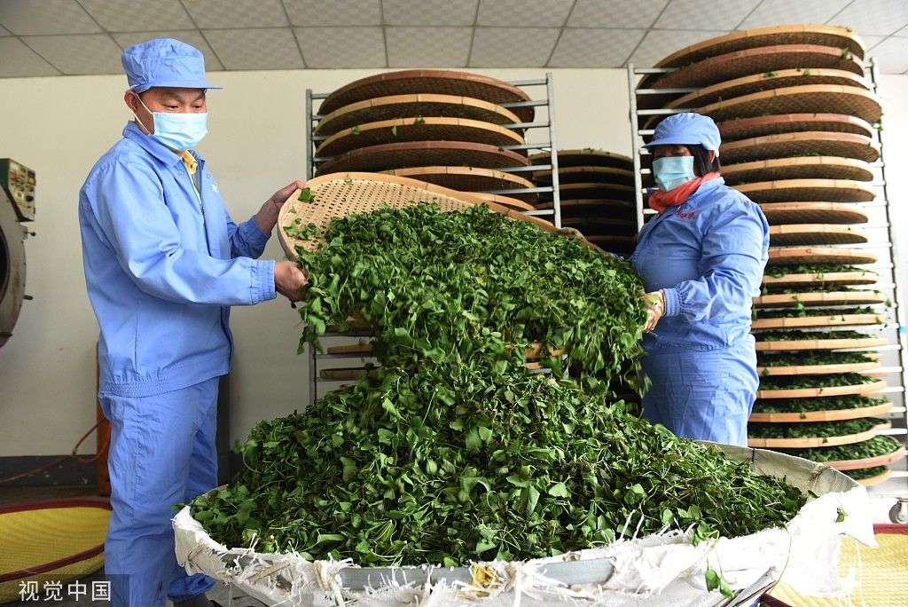 自贡茶叶:川南瑰宝的市场风向