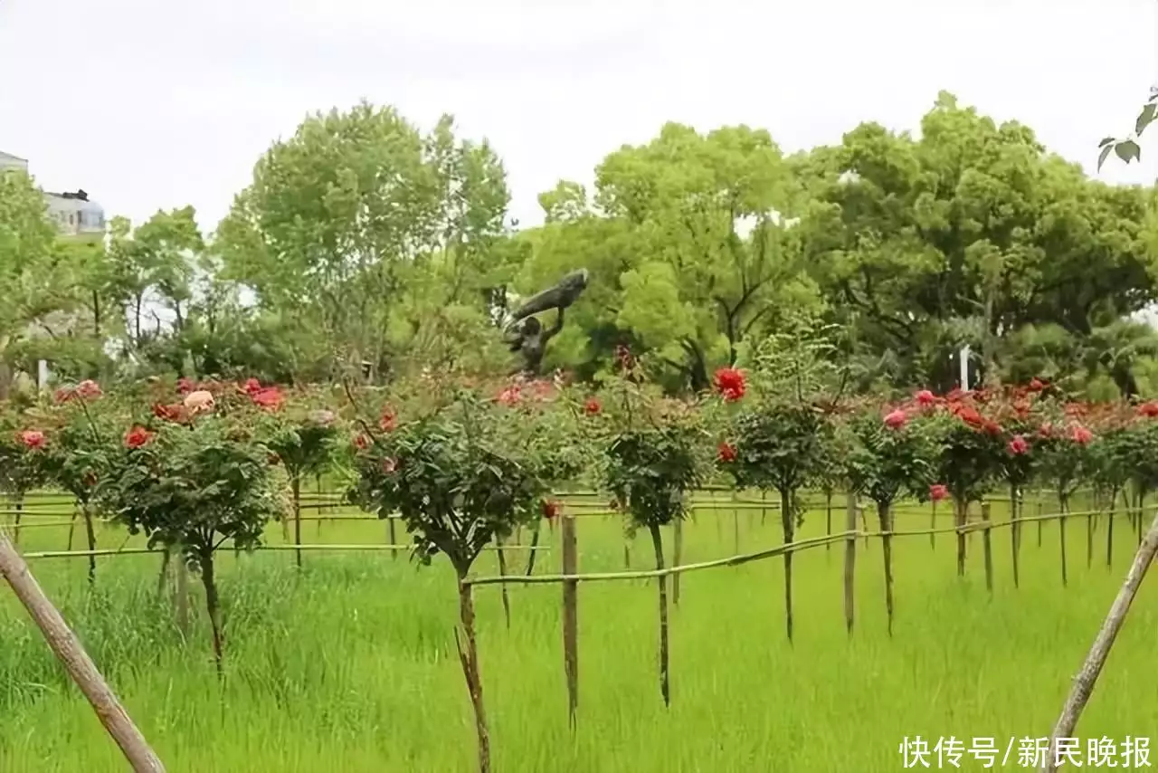 月季花的功效与作用（黄色月季有哪些品种?大花切花） 第7张