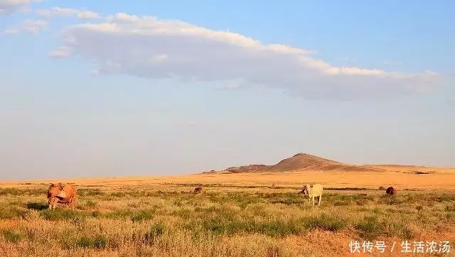 盐碱地种植水稻应该注意什么问题？饱受盐碱地之苦的小伙伴该看看播报文章