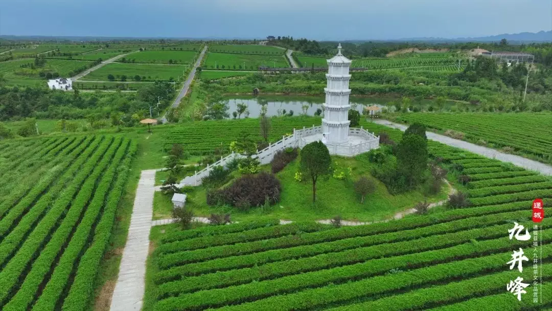 红瘦指什么花（李清照中的知否知否应是绿肥红瘦这里的红瘦是指） 第20张