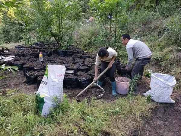 魔芋种子（魔芋种子多少钱一公斤多少） 第3张