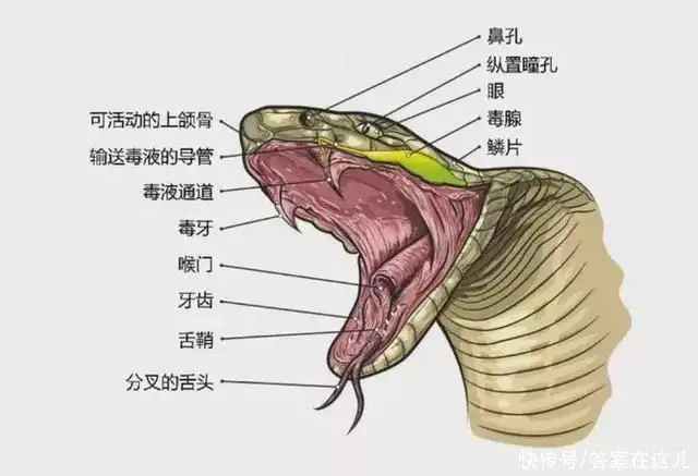 蛇吃人视频 恐怖（蛇吃人视频 恐怖电影） 第12张